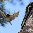 소나무둥지 이미지