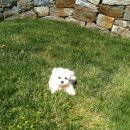 보스라멘 이미지