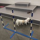 피터펫카페 이미지