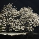 GS25 서산운산점 | 2026 충남 여행 봄꽃 명소 정리 (벚꽃, 겹벚꽃, 수선화, 튤립, 유채꽃)