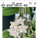 호야97농장 이미지