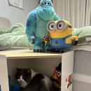 코모네 펫하우스 이미지