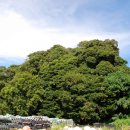 완도 맹선리 상록수림 이미지