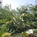 하이디 펜션 이미지