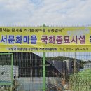 2026년 가을 국화꽃 모종 나눔 이미지