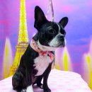 퍼피 투게더 이미지