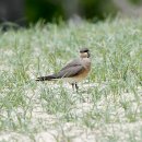 굴업도의 제비물떼새(Oriental Pratincole) 이미지