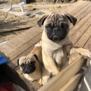 신창치킨 이미지