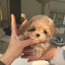 바닐라 퍼피 이미지