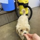 달고나 펫살롱 이미지