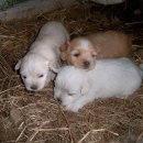 복슬강아지 이미지