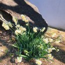 현청로 | 제주여행 추천 매화명소 서귀포칠십리시공원