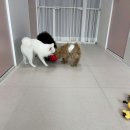 웅희네 애견호텔 이미지