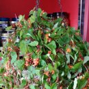 베고니아 이미지