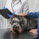 조이동물의료센터 이미지