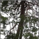 순흥의 연리지송 이미지