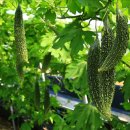 여주-0901 이미지