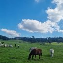 차다목장 이미지