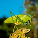 개미와베짱이 이미지