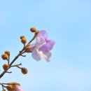 오동나무 이미지