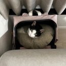 그루동물병원 | 링웜이 치유된 용이는 이제 넥카라에서 자유! 동물병원 갈 때 편한 구루구루 위고백 이동가방 사용 후기