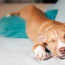 아이안 동물의료센터 이미지