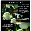 슈슈 이미지