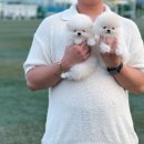 베베토이