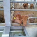 한우목장 이미지