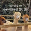 청산얼음펜션 | 겨울 애견동반 가볼만한곳 태안 청산수목원 알파카