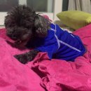 페따미꼬 이미지