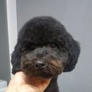 예뻐해줄개 이미지