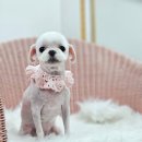 원펫살롱 이미지