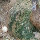 낙동강오리알 이미지