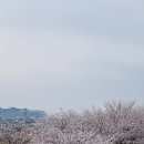 수원 오목천동/고색동-황구지천 벚꽃축제4.6~4.8 이미지