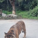 랜드 | 용인 에버랜드 후기 꿀팁