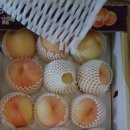 키다리농원 | [후기] 키다리농원 복숭아 맛있다.