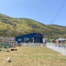 코코블리 애견운동장 이미지