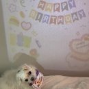 반려동물 수제간식 태식당 이미지