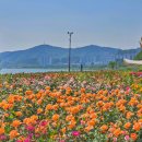 형산강 장미원 이미지