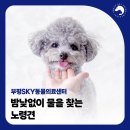 부일동물병원 네이버블로그