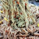 백반기행 원주 물막국수 옹심이 메밀칼국수 막국수 식당 위치