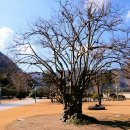 의령 충익사 모과나무 이미지