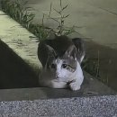 새벽 눈싸움중 이미지