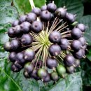 영수농장 이미지