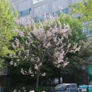 오동나무 이미지