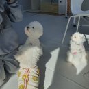 하이도기 이미지