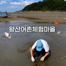 (주)통통마을신문 | 서산 왕산어촌체험마을 갯벌체험 후기 (가격, 준비물, 물때시간)