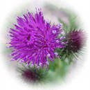 미쯔이식 주열 이미지