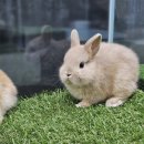 펫엔글라이더본점 이미지